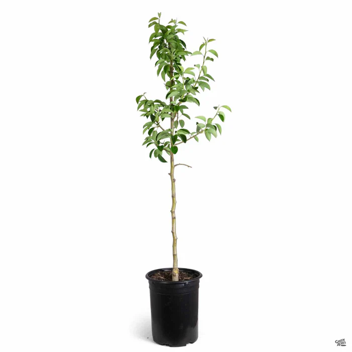 699-pear-bartlett-2.webp Pear 'Bartlett'