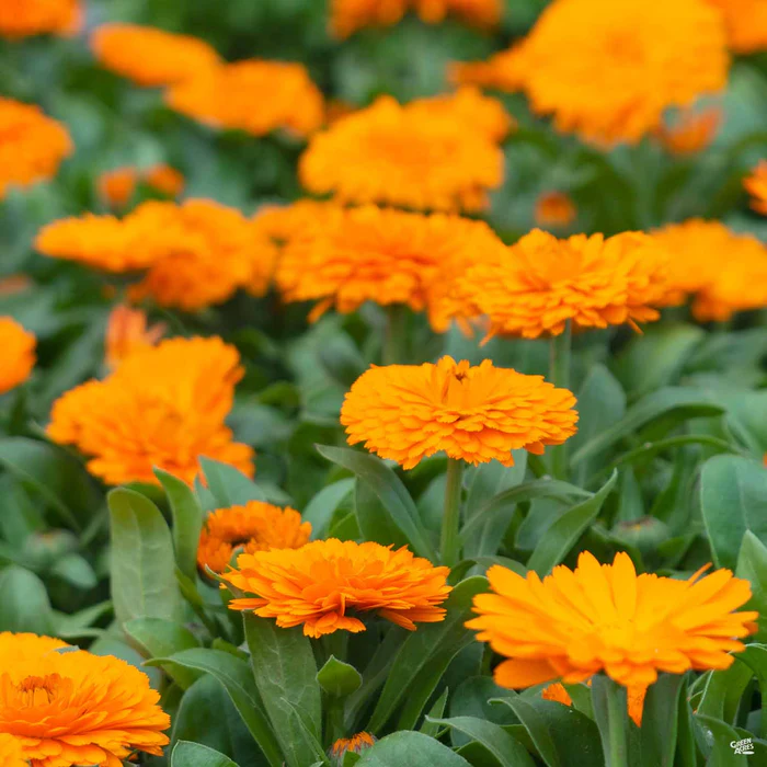 70-calendula-2.webp Calendula