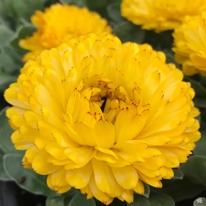 70-calendula-3.webp Calendula