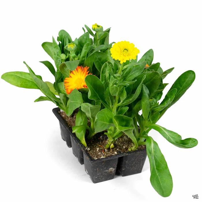 70-calendula-4.webp Calendula