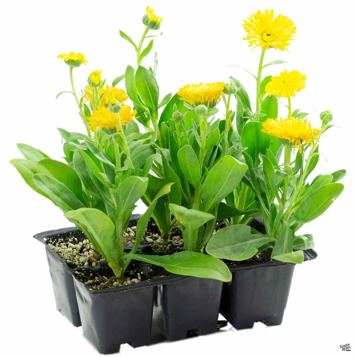 70-calendula-6.webp Calendula