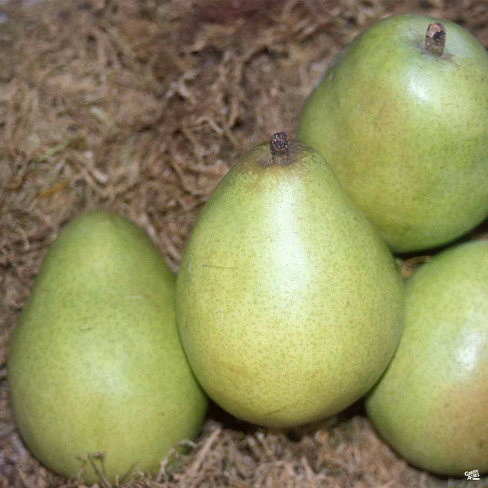700-pear-d-anjou-bareroot-1.webp Pear 'D'Anjou' Bareroot
