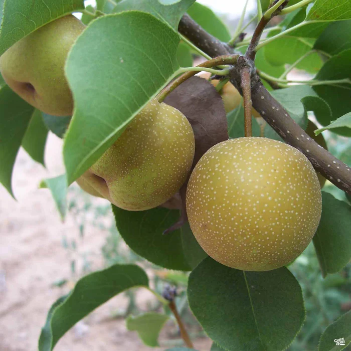 704-asian-pear-shinko-bareroot-1.webp Asian Pear 'Shinko' Bareroot