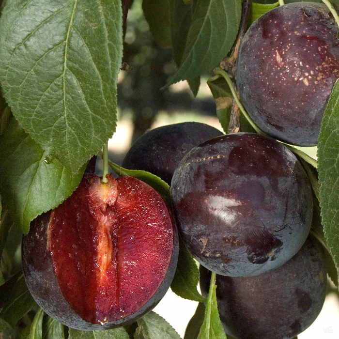 706-plum-burgundy-1.webp Plum 'Burgundy'
