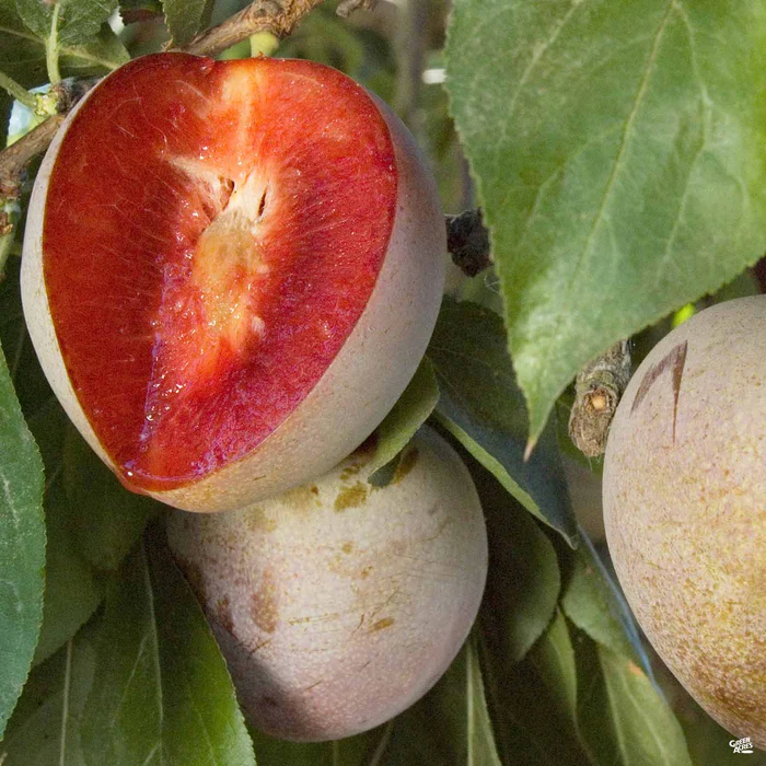 707-plum-elephant-heart-bareroot-1.webp Plum 'Elephant Heart' Bareroot