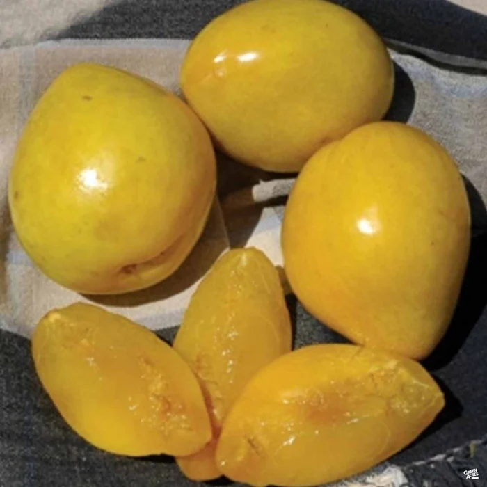 Plum 'Golden Nectar' Bareroot