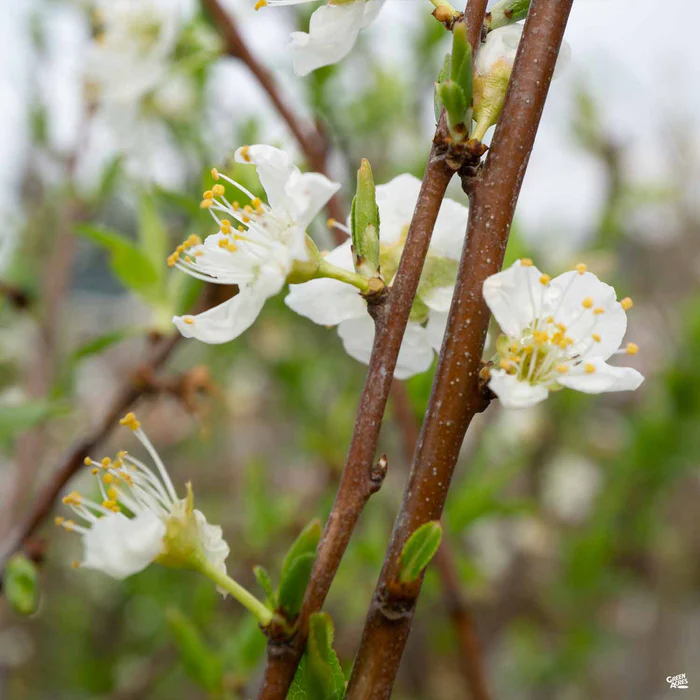 Plum 'Santa Rosa'