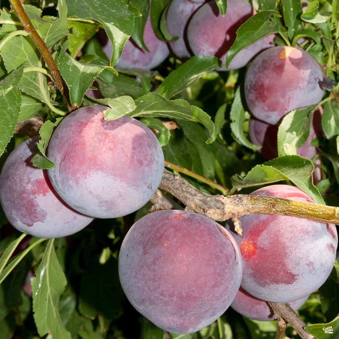 Plum 'Weeping Santa Rosa' Bareroot