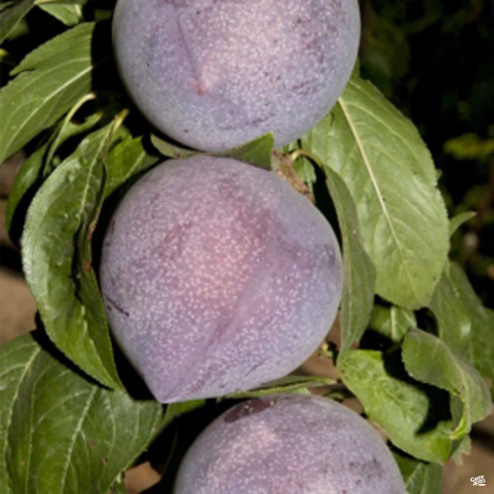711-candy-heart-pluerry-interspecific-plum-bareroot-1.webp Candy Heart Pluerry Interspecific Plum Bareroot