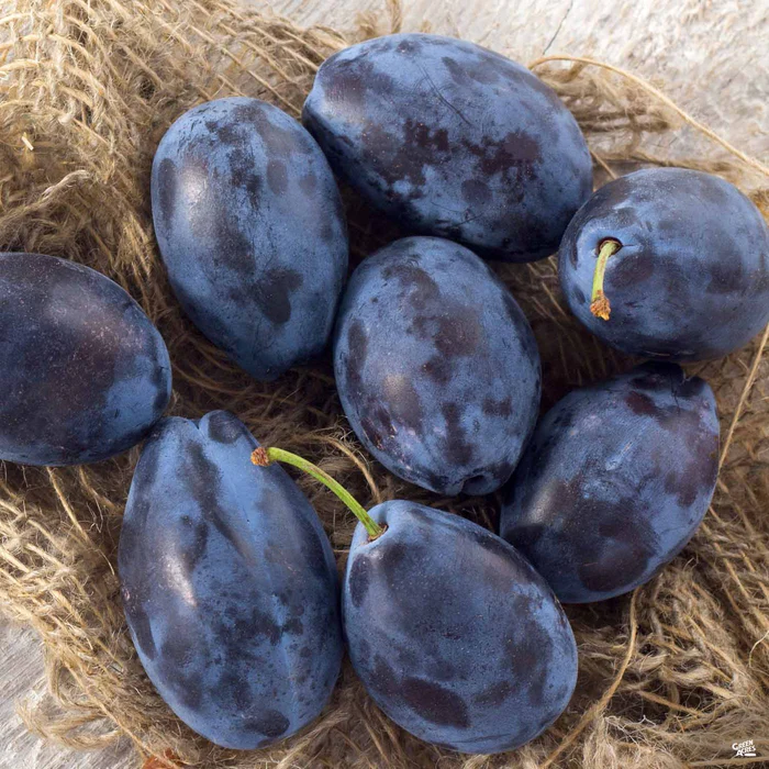Prune 'French Improved' Bareroot