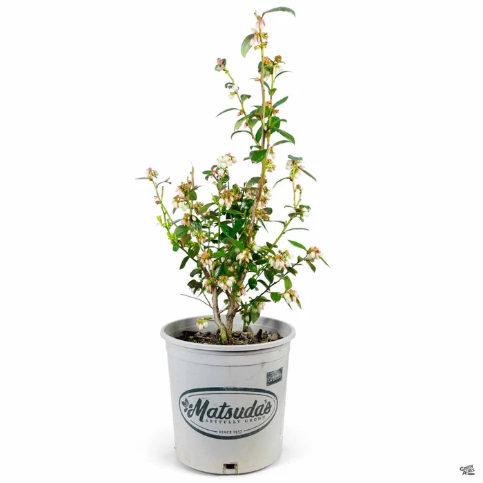 Blueberry 'Southmoon'