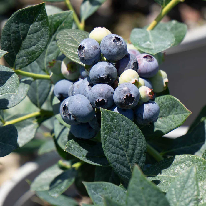 714-blueberry-misty-1.webp Blueberry 'Misty'