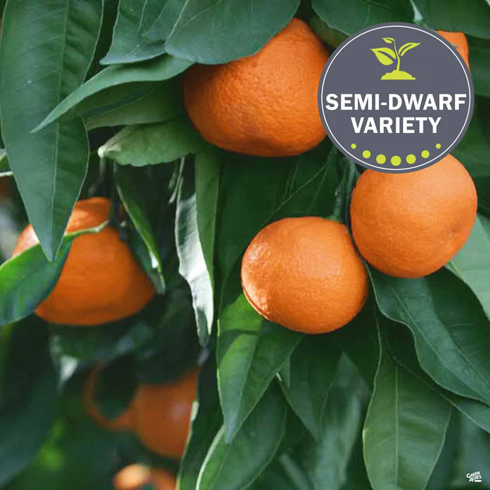716-mandarin-owari-satsuma-semi-dwarf-1.webp Mandarin 'Owari Satsuma', Semi-Dwarf