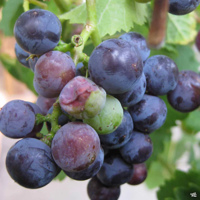Grape Assorted4" Sleeve