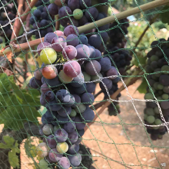 Grape Assorted4" Sleeve