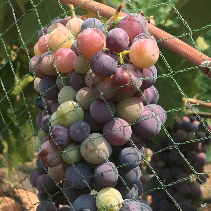 Grape Assorted4" Sleeve
