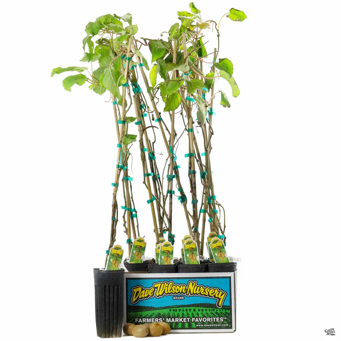 Kiwi Assorted4" Sleeve