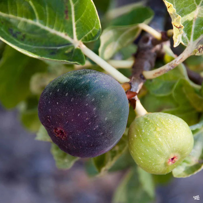Fig Assorted4" Sleeve