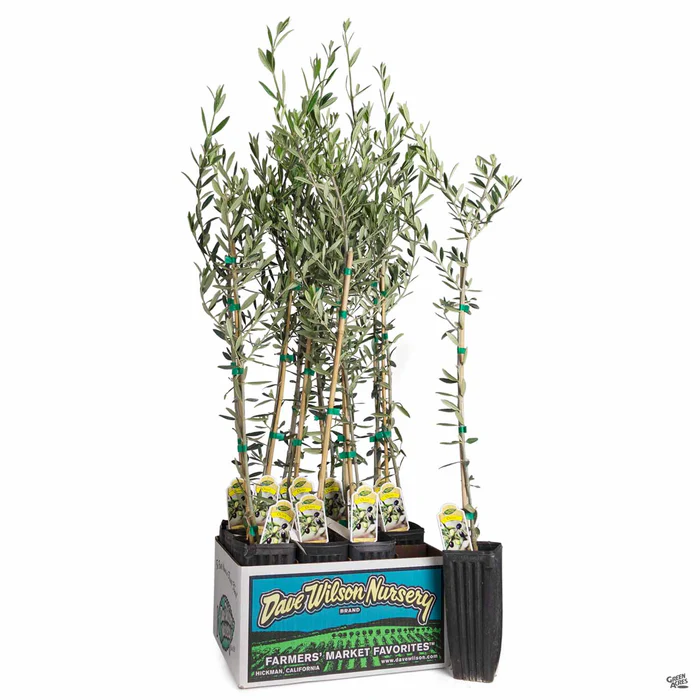Olea Assorted4" Sleeve