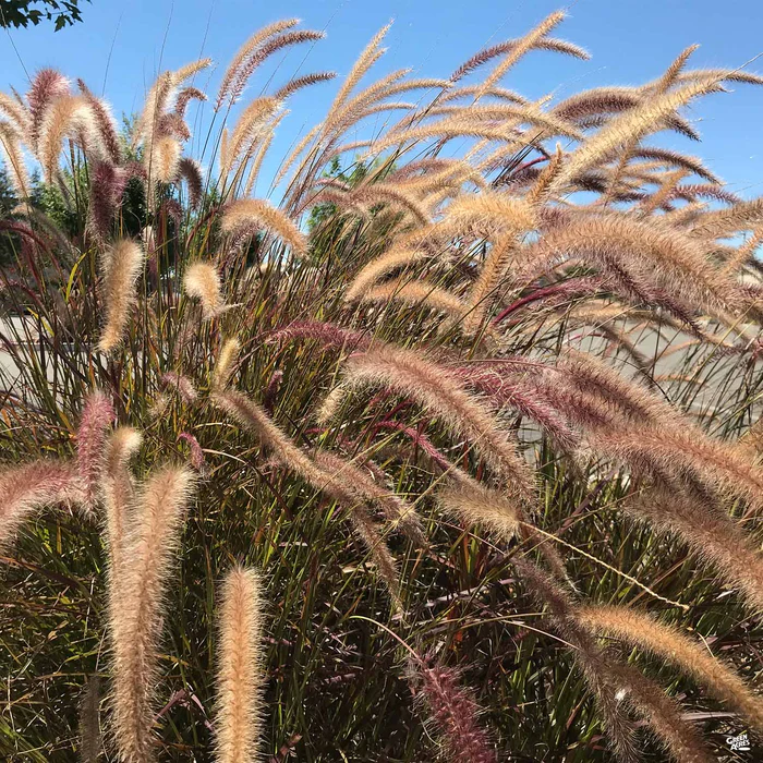 Red Fountain Grass