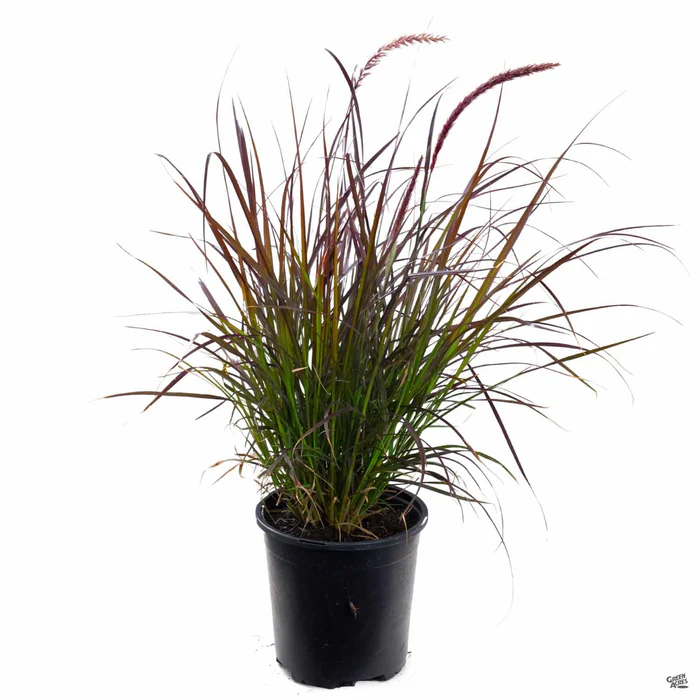 Red Fountain Grass
