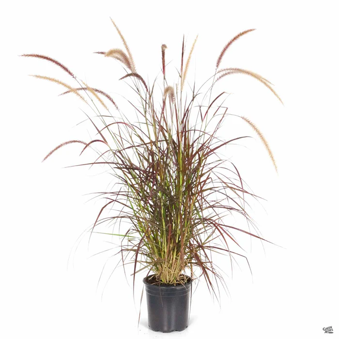 Red Fountain Grass