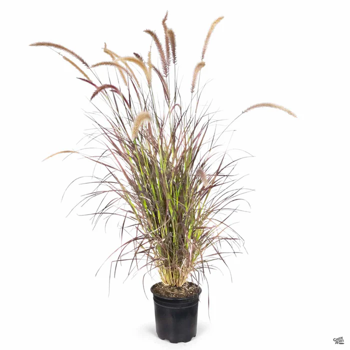Red Fountain Grass