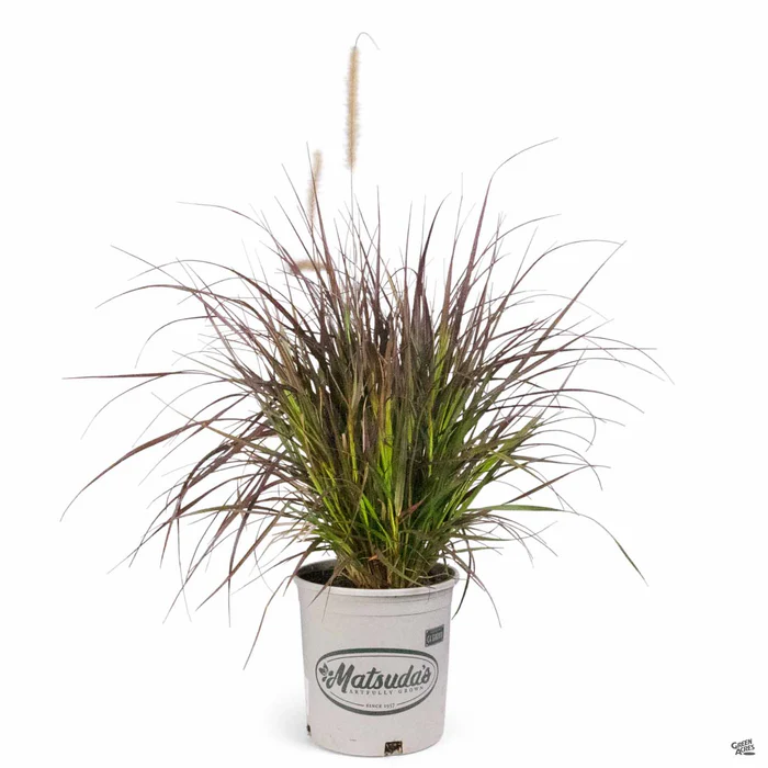 Red Fountain Grass
