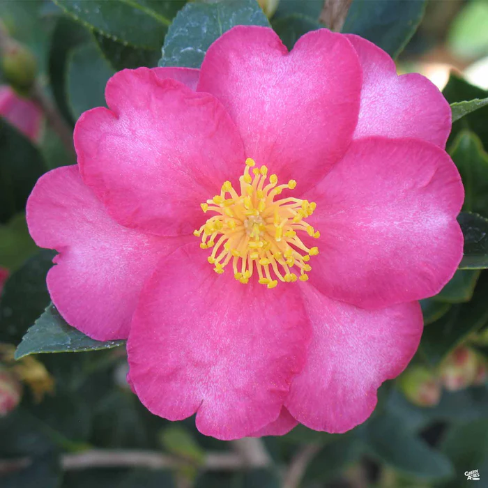Camellia s. 'Kanjiro'