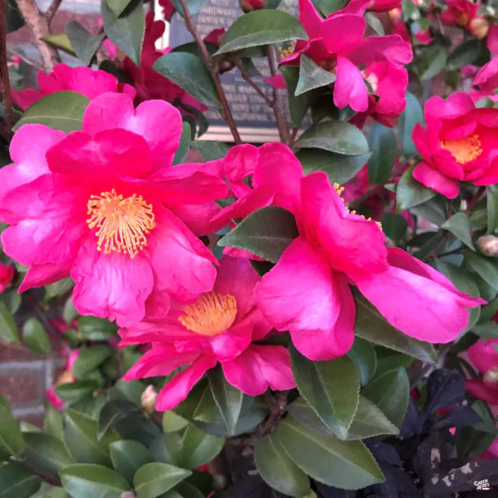 Camellia s. 'Kanjiro'