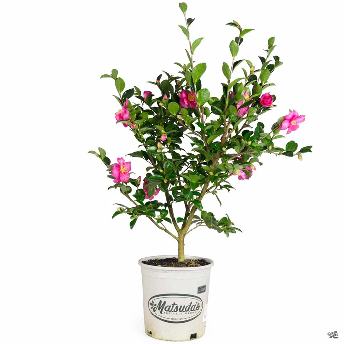 Camellia s. 'Kanjiro'