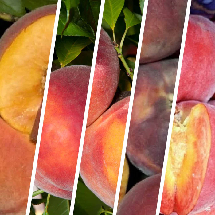 Peach Multi-Graft Combo Bareroot