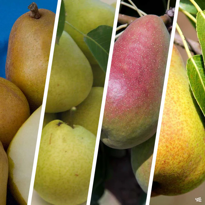 732-pear-multi-graft-combo-2-bareroot-1.webp Pear Multi-Graft Combo #2 Bareroot