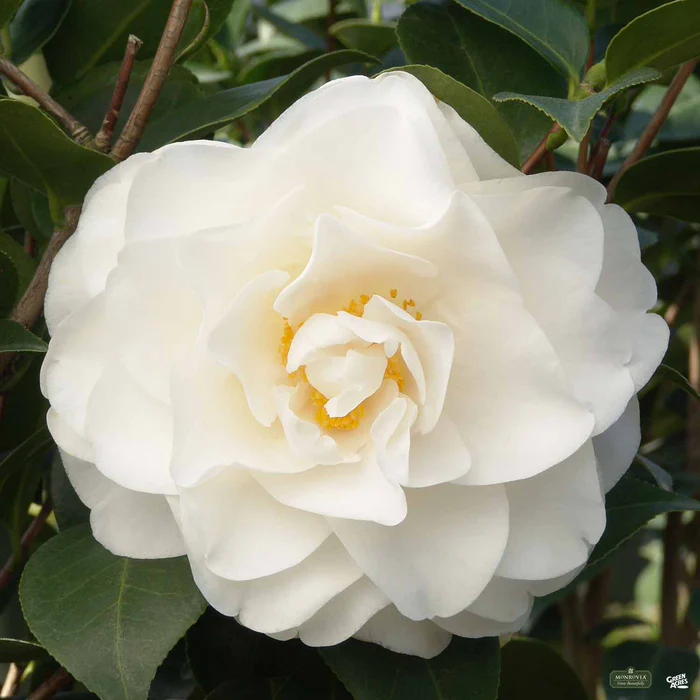 Camellia j. 'Swan Lake' | Monrovia