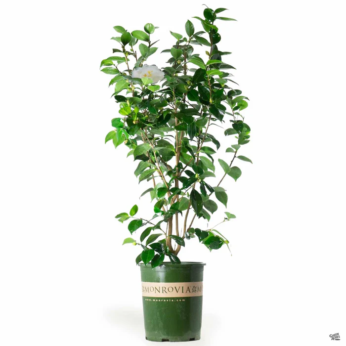 Camellia j. 'Swan Lake' | Monrovia