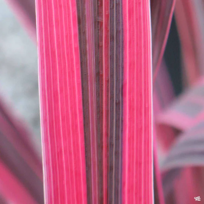 Cordyline 'Electric Pink'