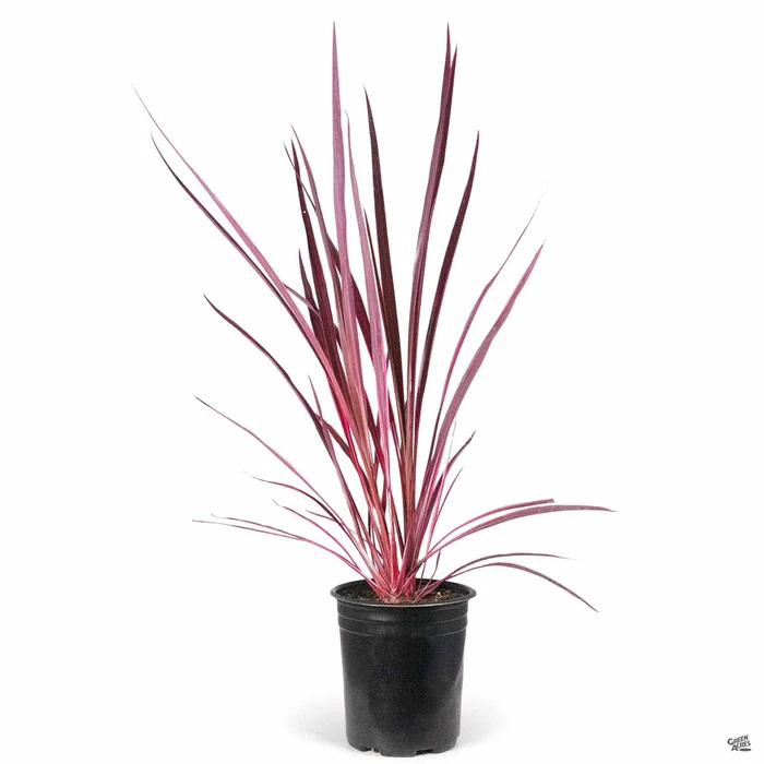 Cordyline 'Electric Pink'