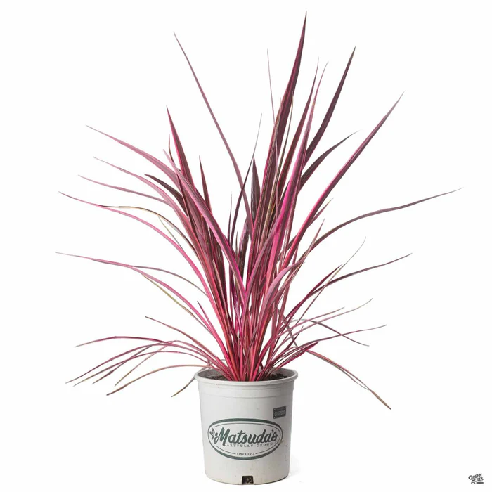 Cordyline 'Electric Pink'