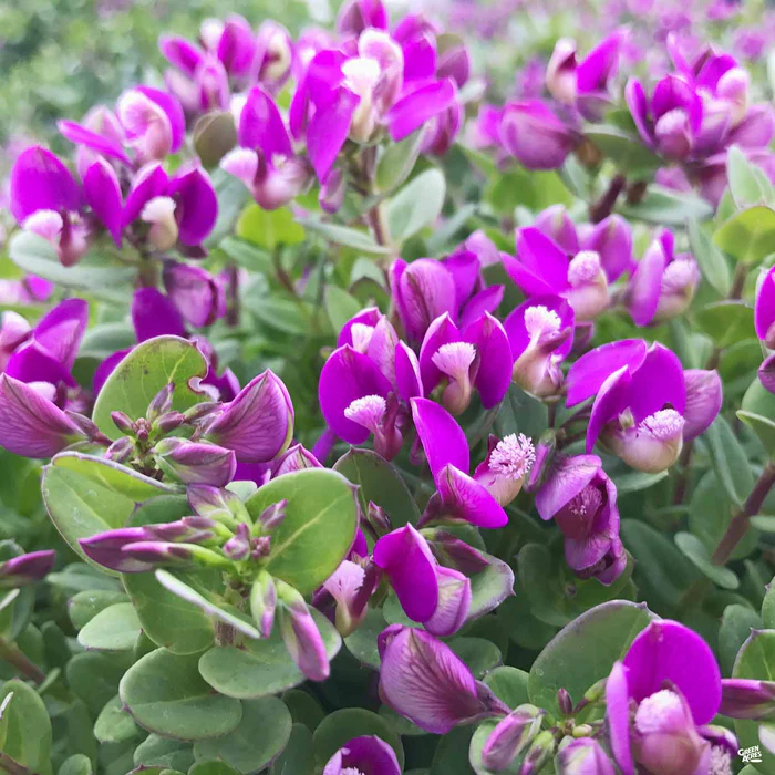737-sweet-pea-shrub-petite-butterflies-1.webp Sweet Pea Shrub 'Petite Butterflies'