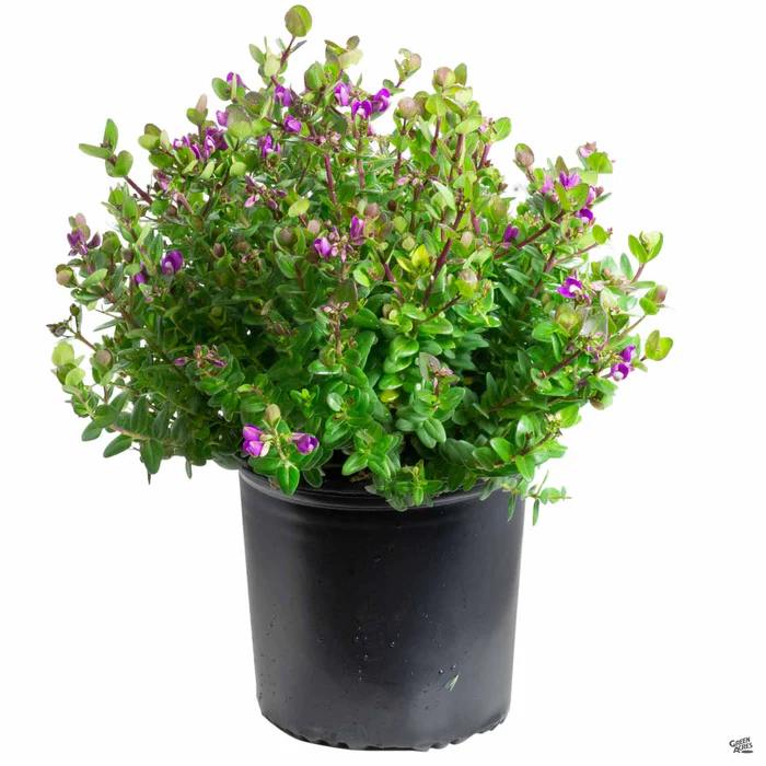 737-sweet-pea-shrub-petite-butterflies-2.webp Sweet Pea Shrub 'Petite Butterflies'
