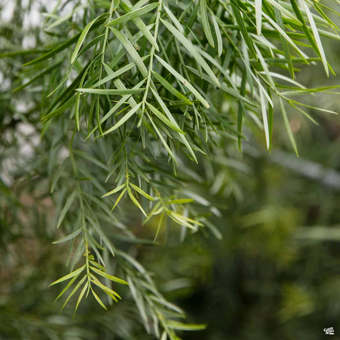 Fern Pine Column