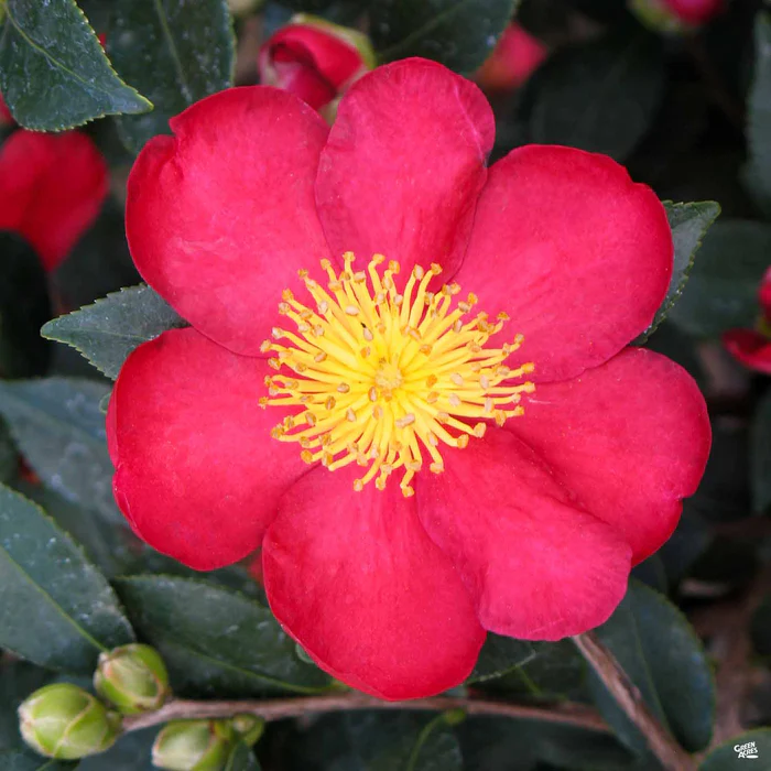 74-camellia-s.-yuletide-1.webp Camellia s. 'Yuletide'