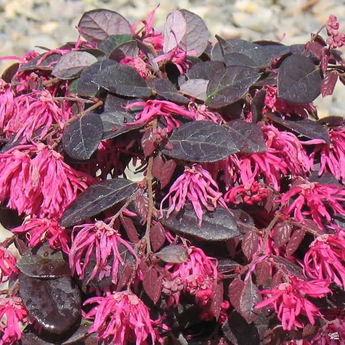 Fringe Flower Jazz Hands Dwarf Pink