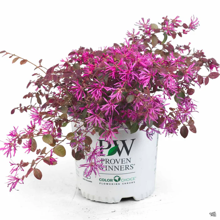 741-fringe-flower-jazz-hands-dwarf-pink-2.webp Fringe Flower Jazz Hands Dwarf Pink