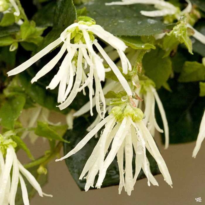 Fringe Flower Jazz Hands Dwarf White