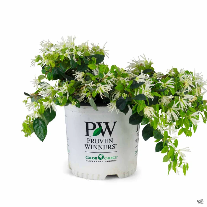 745-fringe-flower-jazz-hands-dwarf-white-4.webp Fringe Flower Jazz Hands Dwarf White