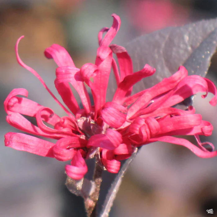 747-fringe-flower-chang-nian-hong-1.webp Fringe Flower 'Chang Nian Hong'