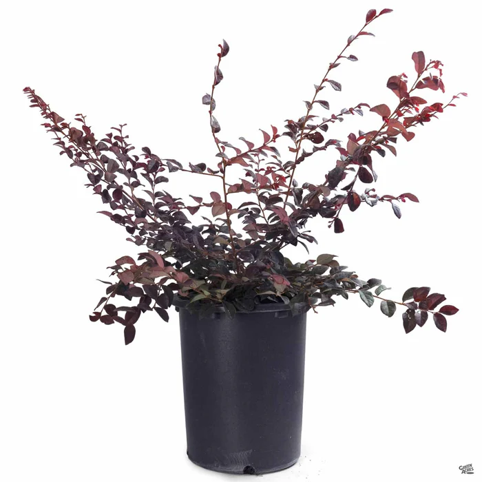 747-fringe-flower-chang-nian-hong-10.webp Fringe Flower 'Chang Nian Hong'