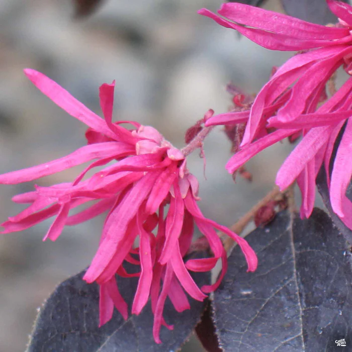747-fringe-flower-chang-nian-hong-2.webp Fringe Flower 'Chang Nian Hong'