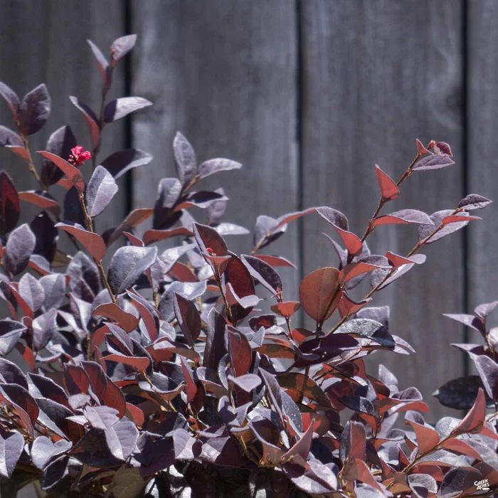 747-fringe-flower-chang-nian-hong-3.webp Fringe Flower 'Chang Nian Hong'